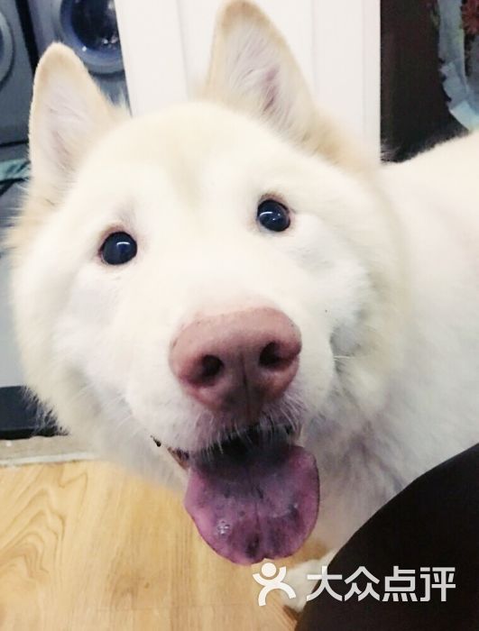 HI PET宠物生活会馆-图片-北京宠物