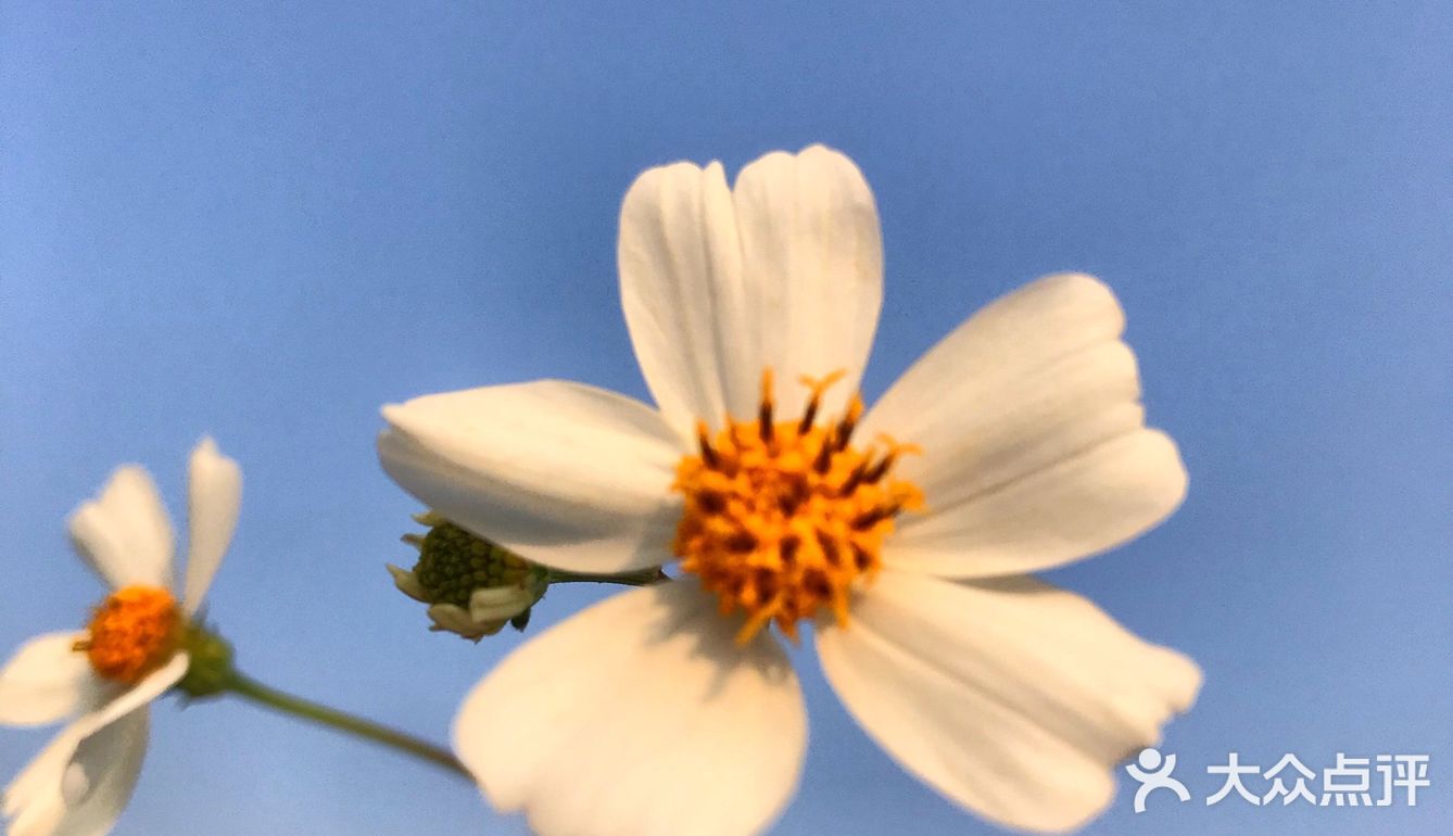 南沙景点 | 凤凰三桥下的油菜花田