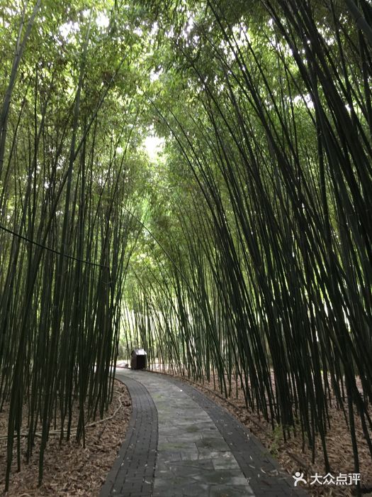 北京植物园竹园图片 第474张