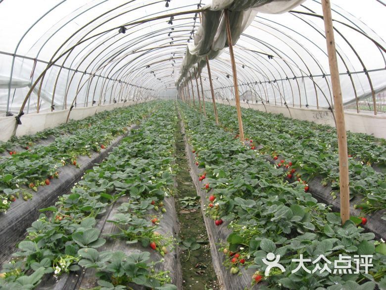 红岭生态农庄草莓采摘园图片 - 第4张