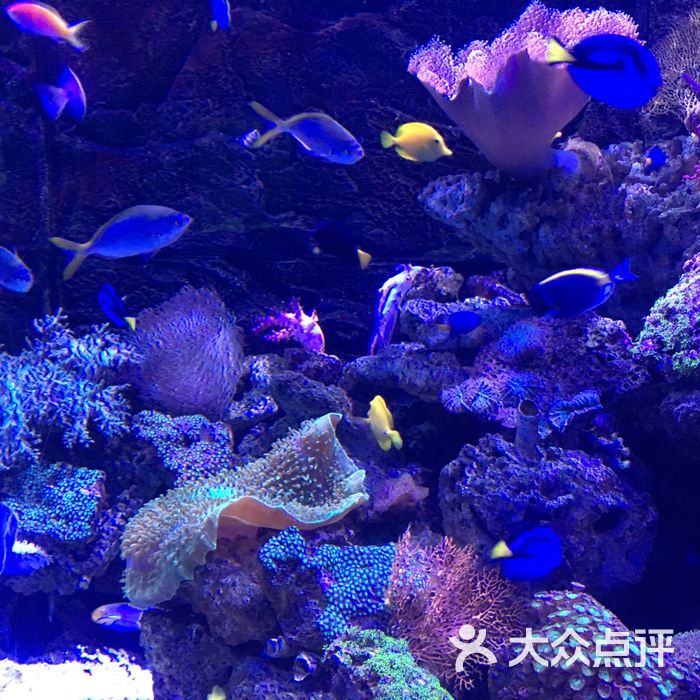 正佳极地海洋世界图片-北京海洋馆-大众点评网