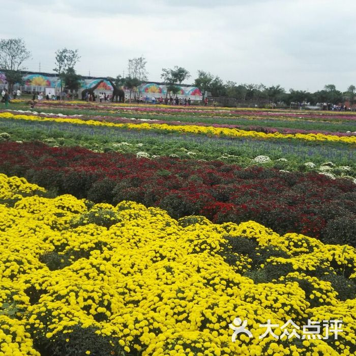 松江菊花园