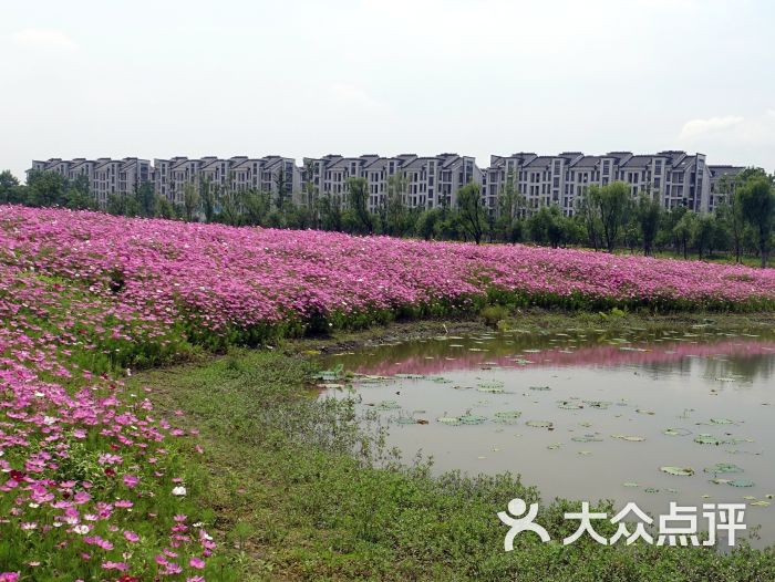 湘湖花海图片 - 第3张