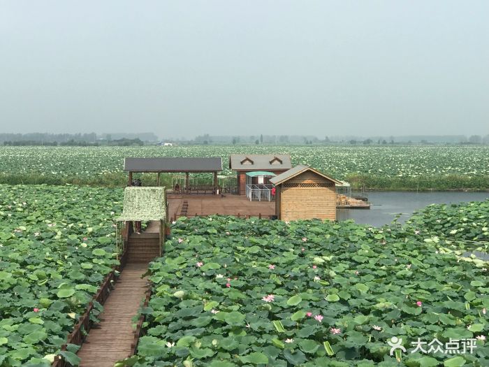 万亩荷塘景区图片 - 第7张