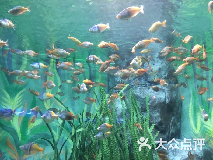 上海海洋水族馆图片 第449张