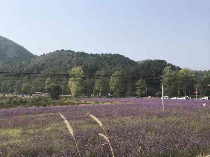 索菲亚薰衣草花海影视基地