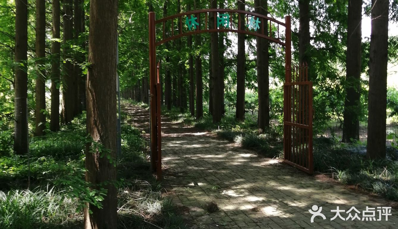 夏天热起来了,这个是如皋金岛生态园,靠着开沙岛附近