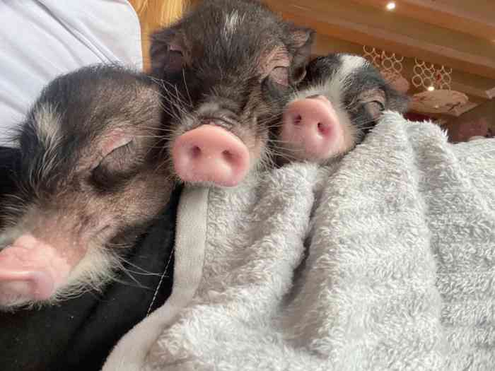 「meet swine 社会猪·猪咖」