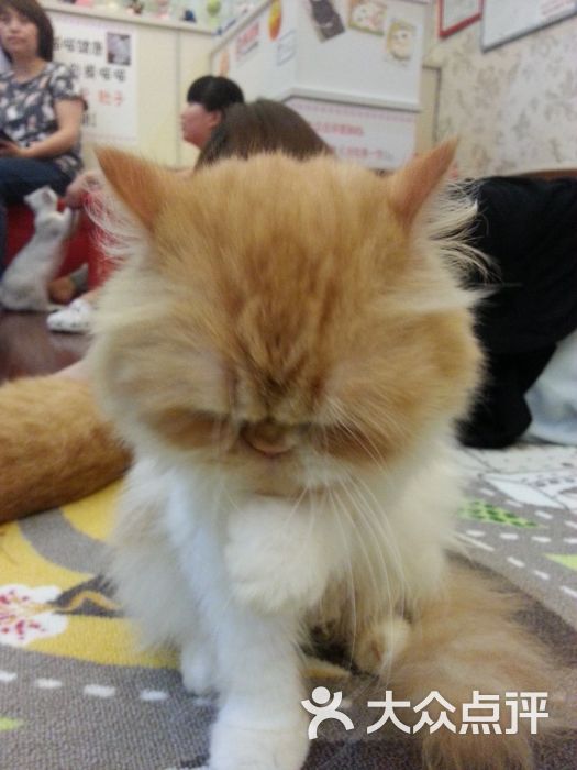 喵喵猫喵喵 1-n8cE0HbXzGtnEiTHnSIP4TcofiNN6E4v9JGrbX0w7RKFpYEo6H3OpKaU98Sy8-TYGVDmosZWTLal1WbWRW3A.jpg