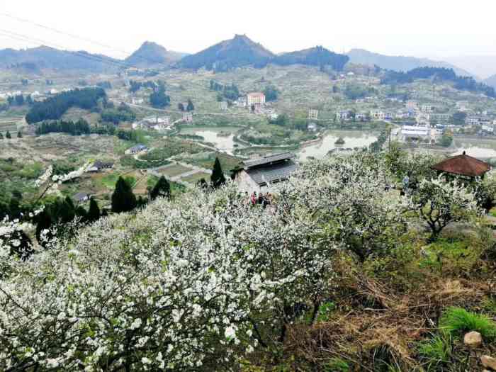 印盒李花生态旅游区