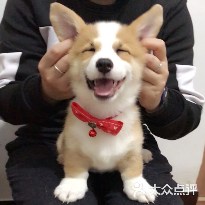 家养柯基柴犬专业繁殖