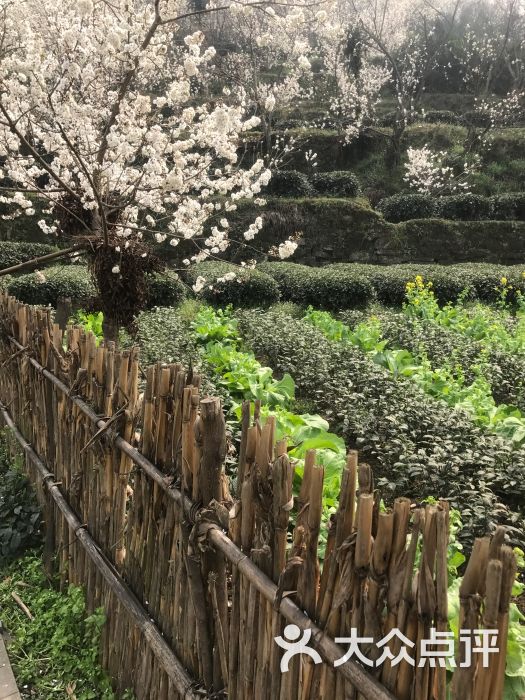 樱桃山旅游景区-图片-蒲江县周边游-大众点评网