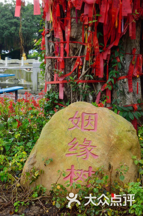 南沙天后宫姻缘树图片 第17张
