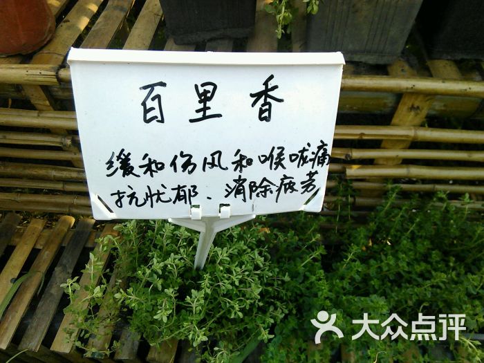 春晖香草园图片 第6张