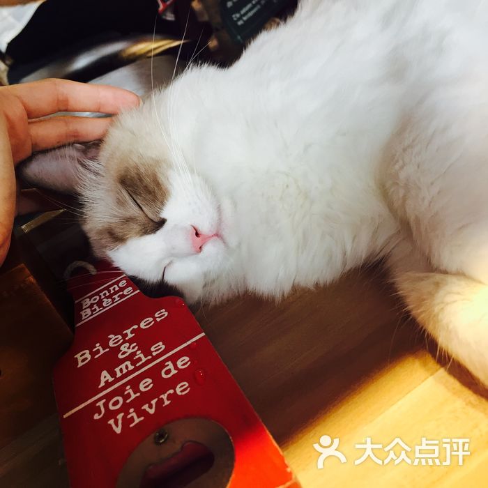 catnap coffee猫语图片-北京咖啡厅-大众点评网