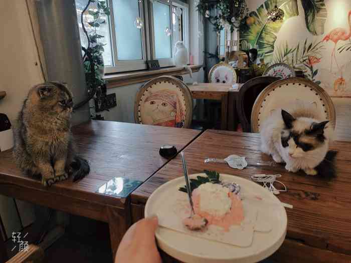 猫小院猫主题餐厅(后海店"带孩子来的,孩子喜欢,小猫很多都很温顺.