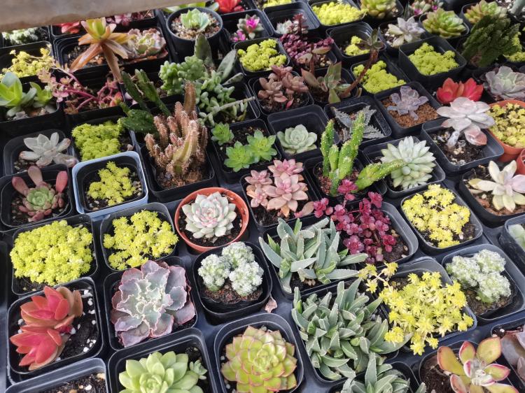 黄山花鸟市场(菩提阁黄山店)-"家门口的花鸟市场,对于