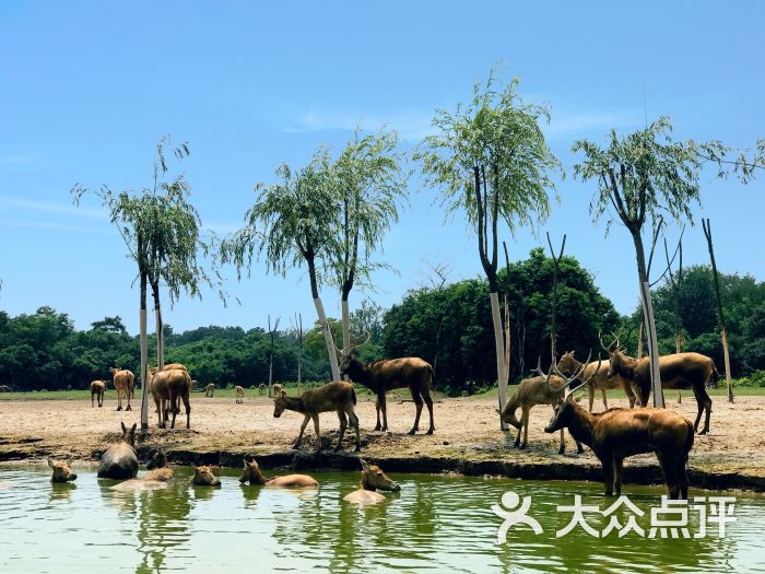中华麋鹿园图片 - 第2张