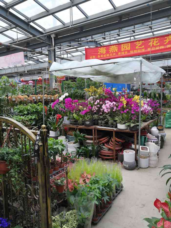 徐州植物园花卉奇石市场-"看起来很好,准备有机会就去
