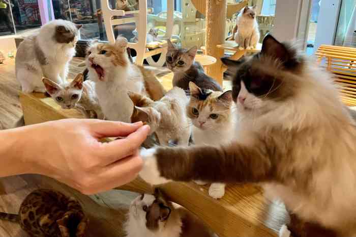 这是我在广州见过最大的猫咖猫咪的品种也超多半小时是50多块钱进去