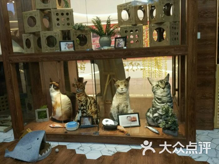 猫主题猫大力猫咖餐厅图片 - 第17张