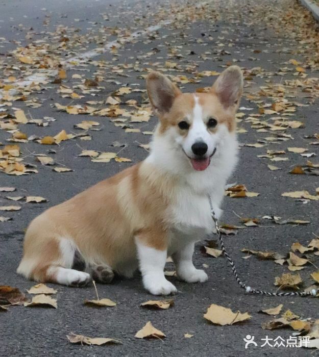 爱宠乐柯基犬舍图片