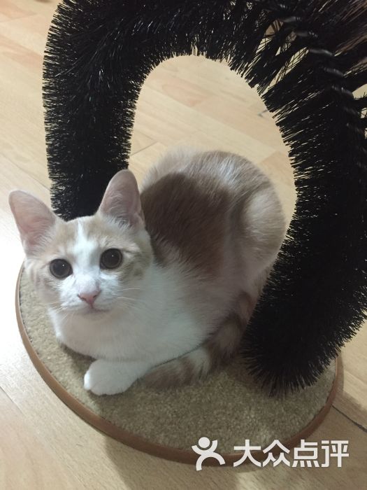 北京宠爱国际动物医院(奥运村店)-图片-北京宠