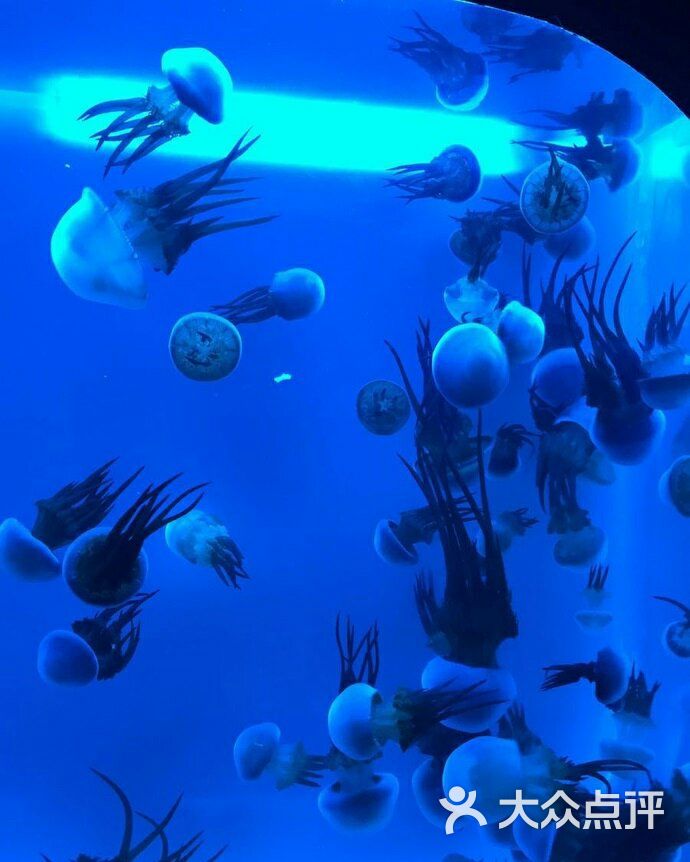 宜宾欢乐海洋世界图片 - 第11张