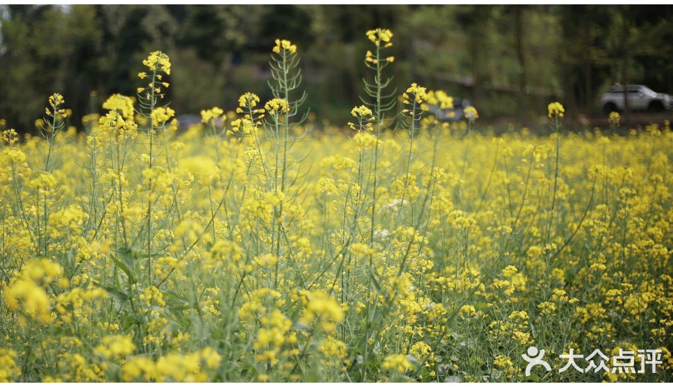 【成都崇州.重庆路】.油菜花攻略