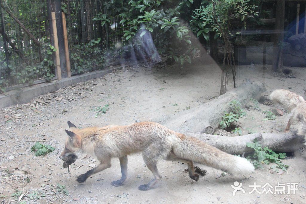上海动物园狐狸图片 - 第17张