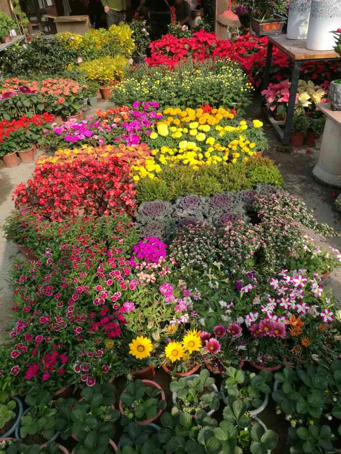 百花村(兴旺)花卉"漳州百花村,以花多闻名.辐射周边很多城市.