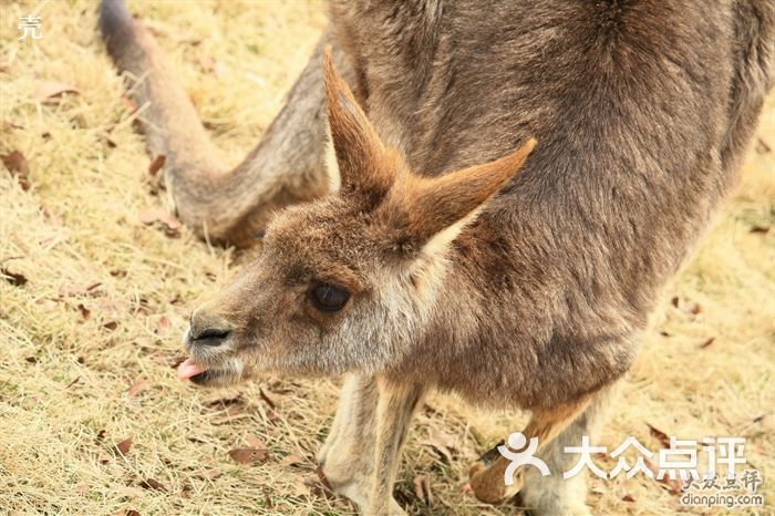 上海野生动物园-袋鼠上海话怎么说?图片-上海