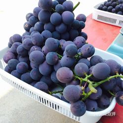 葡萄人均_葡萄卡通图片(2)