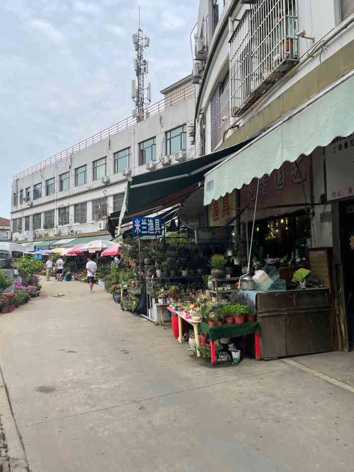 黄山花鸟市场(菩提阁黄山店)-"家里小崽子心心念念想.