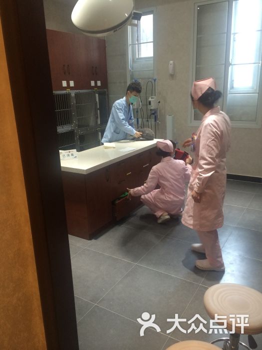 宠爱国际动物医院(大成路店)-hua yan shi图片-