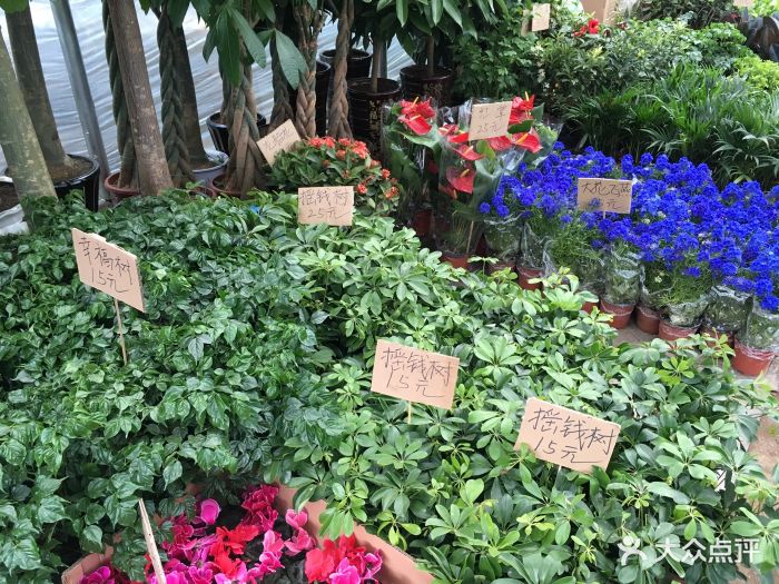 南湖公园花卉市场-图片-沈阳购物-大众点评网