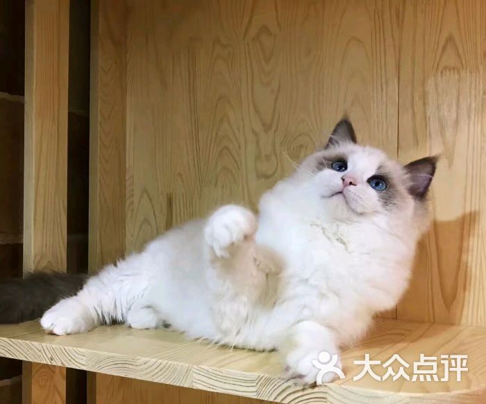 aa柚子猫舍上传的图片