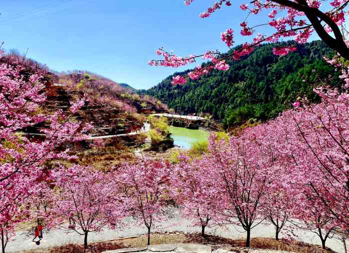 仙居山樱花园-"93昨天去了三明大田县的樱花园94.