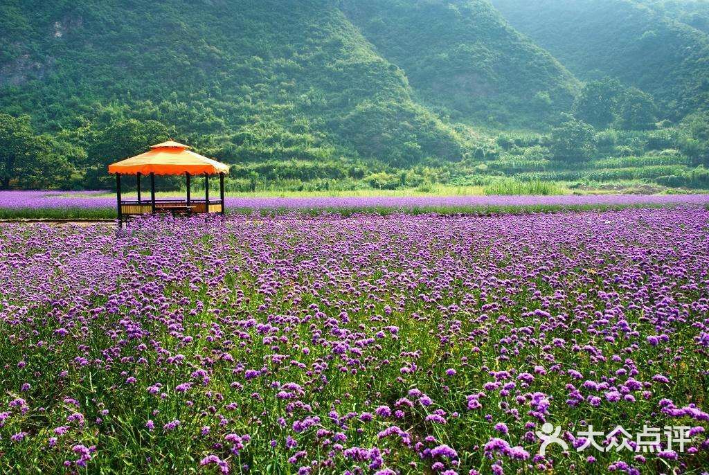 人间花海-图片-密云区周边游-大众点评网