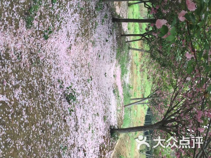 天王镇浮山樱花园