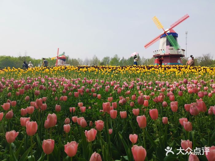 北京国际鲜花港图片