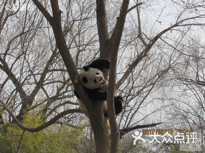 树杈上的熊猫