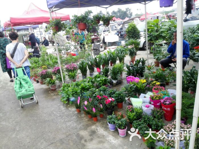 王家洼花鸟市场图片 - 第8张
