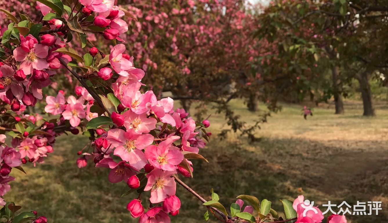 北京植物园 鬓边海棠正红