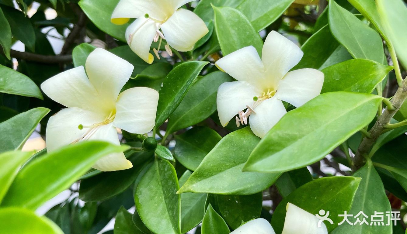 对了 这花名字好听—灰莉花 也叫非洲茉莉