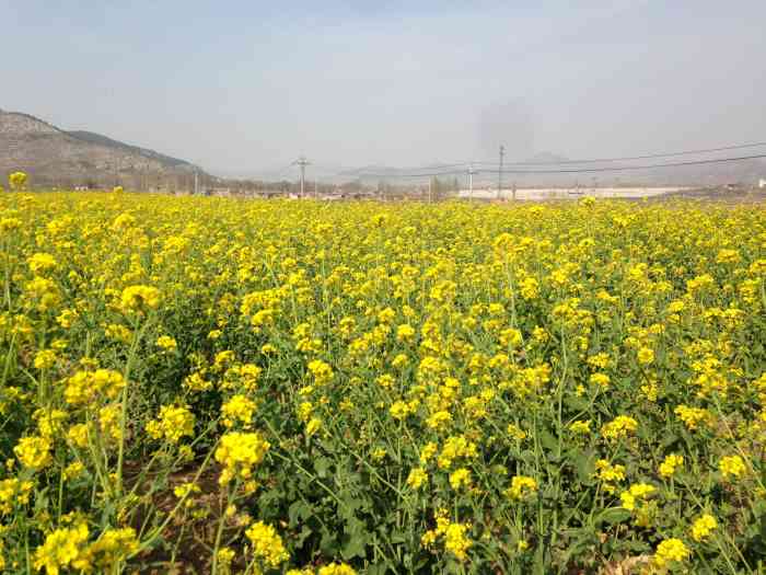 双泉油菜花基地