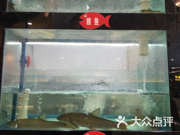 鱼小筑河鲜自助(卓锦曼购中心店)雅鱼图片 第19张