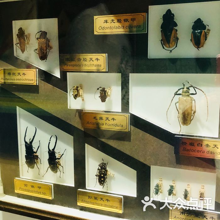 上海昆虫博物馆图片-北京博物馆-大众点评网