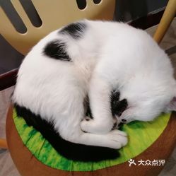 cat knight 猫咪咖啡厅·桌游棋牌·轰趴聚会·猫咪寄养