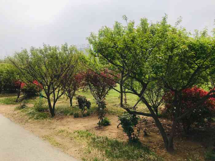 梅花山生态园-"莱西的公园似乎真心不多,梅花山是去年